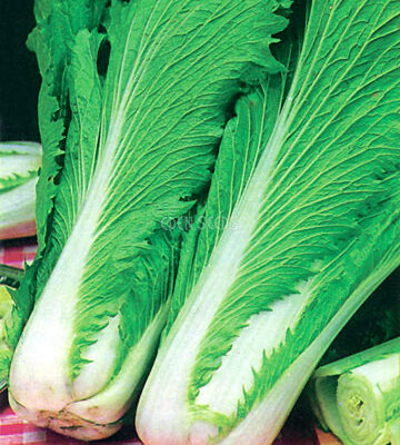 Eden Seeds - Cabbage WongBok