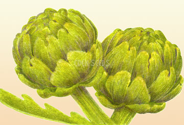 Eden Seeds - Artichoke Green Globe