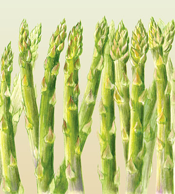 Eden Seeds - Asparagus