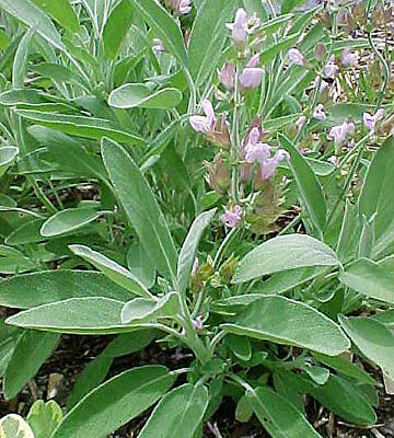 Eden Seeds  - Sage