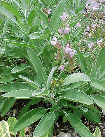 Eden Seeds - Sage