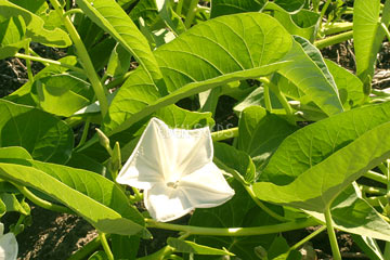 Eden Seeds - Salad Greens Kang Kong