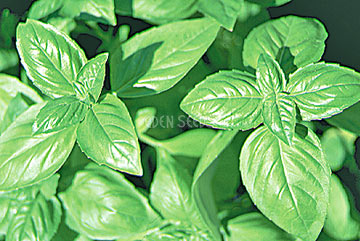 Eden Seeds - Basil Sweet