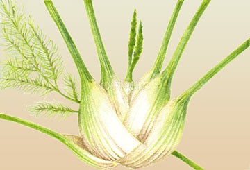 Eden Seeds Organic - Florence Fennel