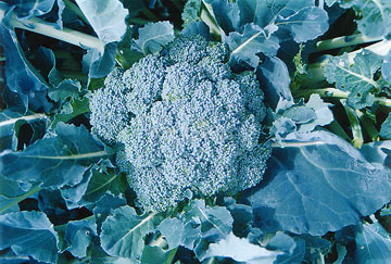 Eden Seeds - Broccoli Di Cicco Early