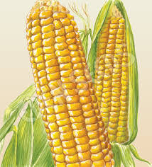 Eden Seeds - Sweet Corn Golden Bantam