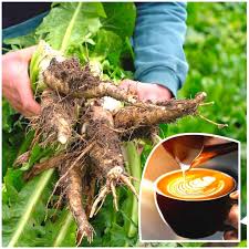 Eden Seeds - Chicory Coffee