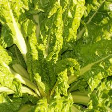 Eden Seeds - Silverbeet Lucullus