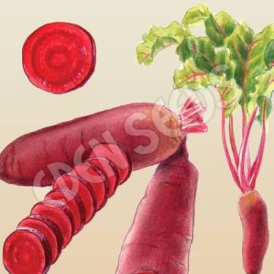 Eden Seeds - Beetroot Cylindra